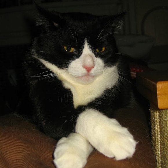 Meet your Posher, Posh - Picture 1 of 1